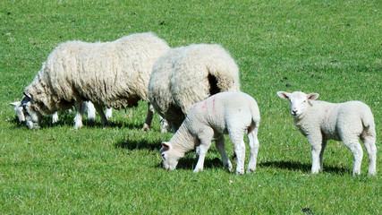 Sheep with lambs in springtime