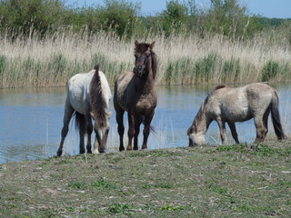 Wild horses in the Oostvaardersplassen - The Netherlands