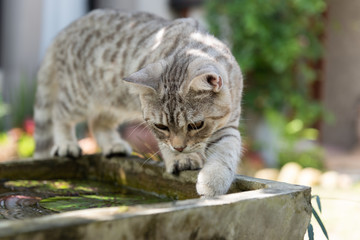 Lovely cute tubby cat with  beautiful yellow eyes over loutus pond in garden outdoor