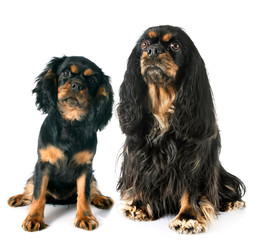 cavalier king charles