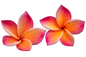 Yellow-pink plumeria flowers