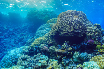 underwater Coral reef landscape at the Red Sea, Egypt