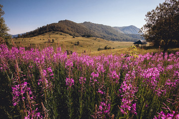 Pink flowers on a mountain.