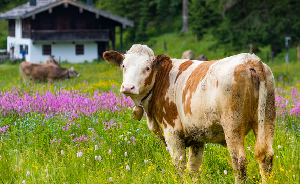 Gl&uuml;ckliche Bio Kuh auf einer Blumenwiese in Bayern, Bio Bauernhof Landwirtschaft Auslauf Alm