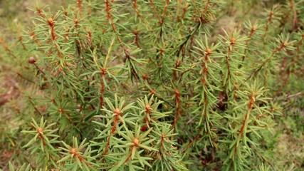 Marsh Labrador tea, Rhododendron tomentosum, Ledum palustre, northern swamp plant, Dragonfly, leaves on stem, close-up, selective focus