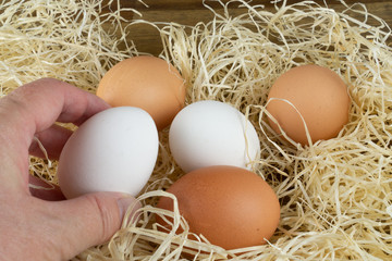 Woman collects eggs in the chicken coop