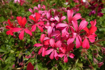 Flowers of pinkish red ivy leaved geranium