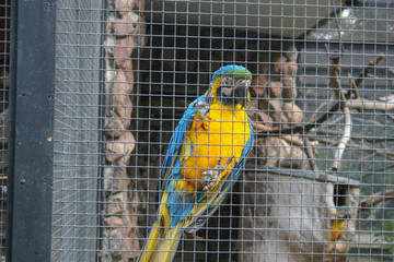 papuga w klatce w zoo