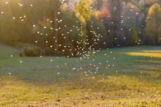 Mosquitos swarm flying in the sunset light	