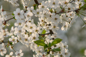 białe kwiaty, kwitnące drzewo wiśni czereśni wiosna wiosenne  © Arkadiusz