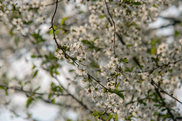 białe kwiaty, kwitnące drzewo wiśni czereśni wiosna wiosenne  © Arkadiusz