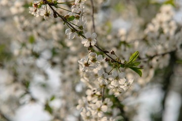 białe kwiaty, kwitnące drzewo wiśni czereśni wiosna wiosenne  © Arkadiusz