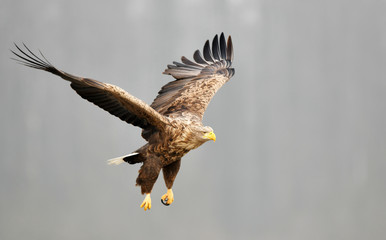 White tailed eagle (Haliaeetus albicilla)