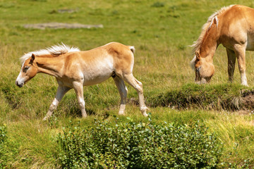 Naklejka na ściany i meble Brown and white foal and horse in Alpine pasture