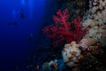 Naklejka na ściany i meble soft coral at the Red Sea, Egypt