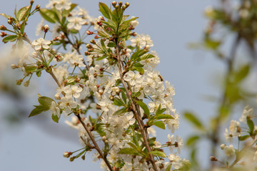białe kwiaty, kwitnące drzewo wiśni czereśni wiosna wiosenne  © Arkadiusz