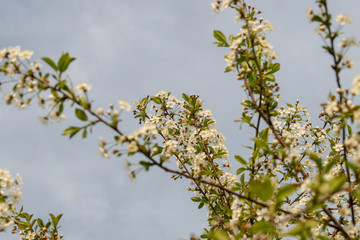 białe kwiaty, kwitnące drzewo wiśni czereśni wiosna wiosenne  © Arkadiusz