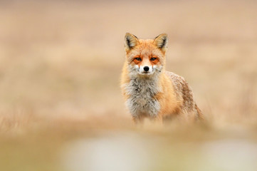 Fox (Vulpes vulpes)
