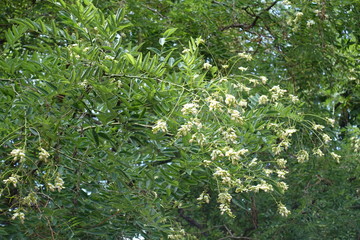 Branch of Sophora japonica with simple white flowers