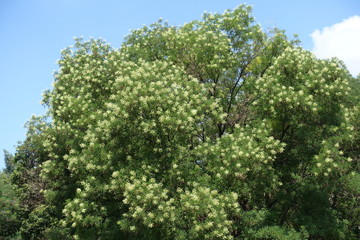 Blossoming crown of Sophora japonica against blue sky