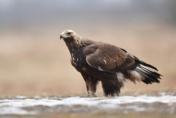 Golden Eagle (Aquila chrysaetos)
