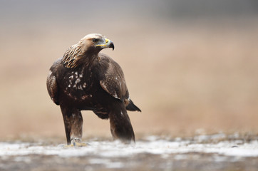 Golden Eagle (Aquila chrysaetos)