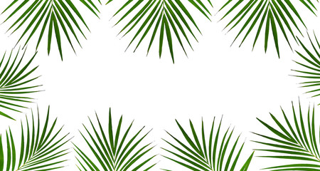Fototapeta na wymiar coconuts leaf isolated on the white background