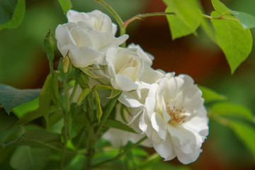 biała róża w słońcu