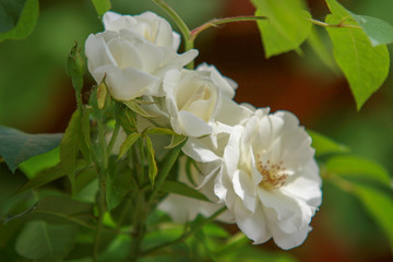 Obraz na płótnie Canvas biała róża w słońcu