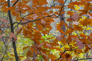 brązowe liście na drzewie w lesie