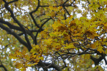 żółte jesienne liście dębu na drzewie