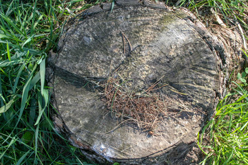 stary pień drzewa © Arkadiusz