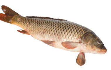 Fresh carp on white background