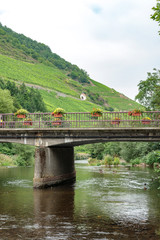 Vineyard  near a river at the city of Thann in Alsace France.