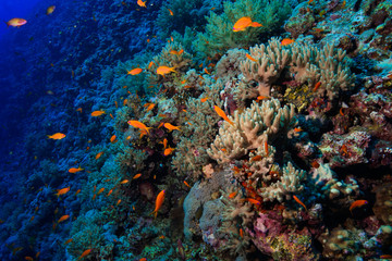 Naklejka na ściany i meble Finger leather coral at the Red Sea, Egypt