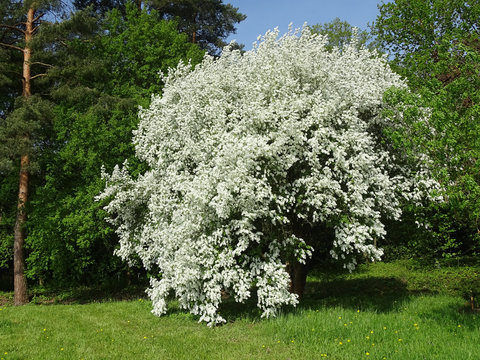 Baum, B&auml;ume, Fr&uuml;hling, Fr&uuml;hjahr, Exochorda giraldii, Rosaceae, Asien, Japan, Garten, Botanik, Bl&uuml;tenstaub, Pollen