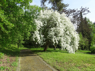 Baum, Bäume, Frühling, Frühjahr, Exochorda giraldii, Rosaceae, Asien, Japan, Garten, Botanik, Blütenstaub, Pollen