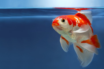 Bright red and white aquarium fish in fishbowl with waterline and reflection, Goldfish on blue background with copy space for text
