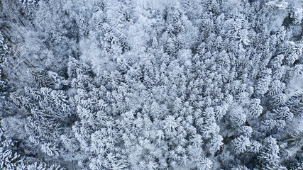 snow covered trees in winter forest landscape. aerial