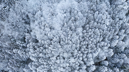 snow covered trees in winter forest landscape. aerial