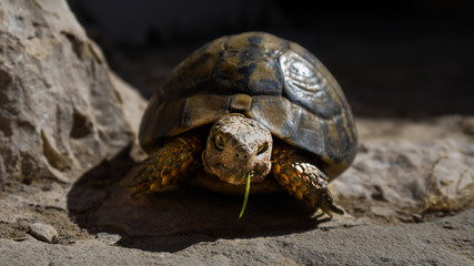Turtle eating a blade of grass in Mallorca, Spain