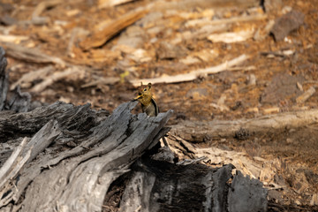 Eichhörnchen in dem Yosemite NP, USA