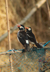 Two small bird sitting together
