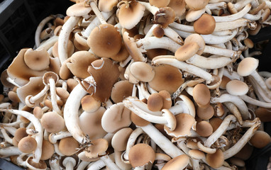 boxes with many fresh raw edible mushrooms called Cyclocybe aege