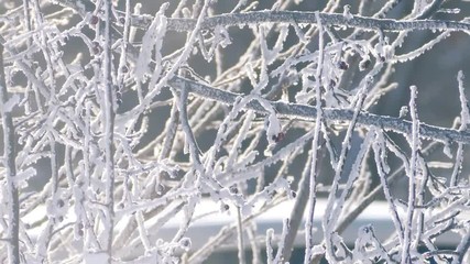 Icy frost and snow on tree branches in city during sunny cold winter day. Slow motion.