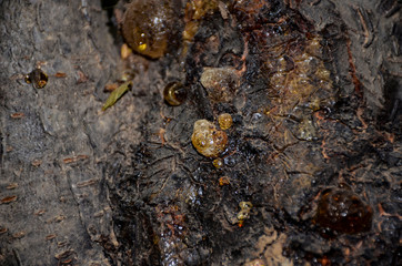 tree wood texture 