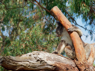 Koala hiding from sun