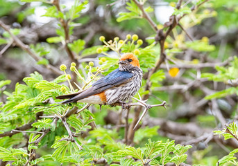 Lesser-striped Swallow