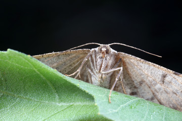 Moths in the nature