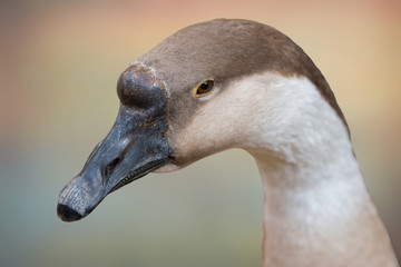 goose on texture background